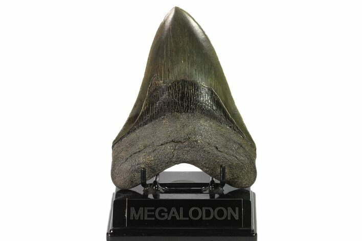 Serrated, Fossil Megalodon Tooth - Georgia #135916
